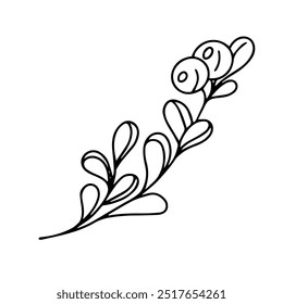 Vector, contour drawing of a twig with berries. Blueberries, lingonberries. Design element. doodle