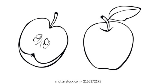 Vector contour drawing of whole and cut in half apple in doodle style. Hand-drawn isolated fruit. Clipart, symbol of harvest, summer, autumn, garden, healthy food, school snack