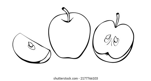 Vektorkontur-Zeichnung des ganzen und geschnittenen Apfels im Doodle-Stil. Handgezeichnet, isolierter Umriss von Obst. Videokunst, Erntesymbol, Sommer, Herbst, Garten, gesundes Essen, Schulsnack