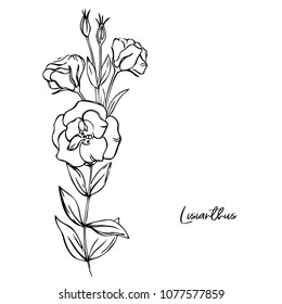 vector contour eustoma lisianthus  flowers bud leaf  coloring book pattern letternig word