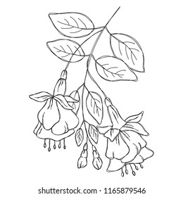 vector contour fuchsia flowers bud branch bouquet hand drawn sketch coloring book for your design