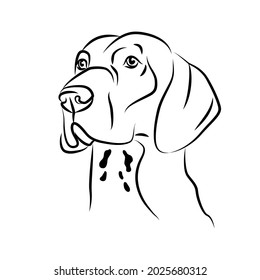 vector contour german shorthaired pointer head, logo purebred pet, white black dog portrait, companion and animal friendship, realistic simple face