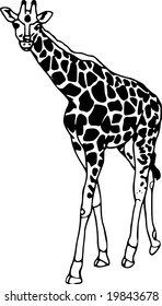 vector - jirafa de contorno aislada en fondo blanco