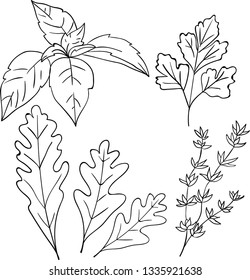 Vector contour illustration with basil, parsley, arugula and thyme on white background.  Good for printing. Postcard and logo ideas. 