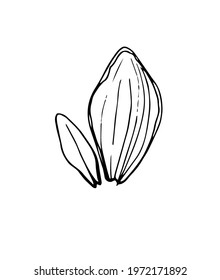 Vector contour illustration of a flower element. Organic forms.
