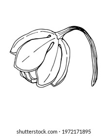Vector contour illustration of a flower element. Organic forms.
