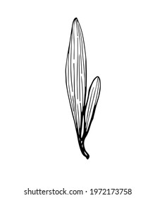 Vector contour illustration of a flower element. Organic simple shapes.