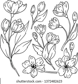 Vector contour illustration with flowers and leaf on white background. Coloring book idea. Good for printing. Doodle style for postcard and logo design.