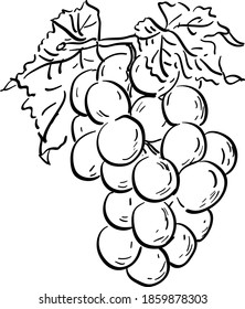 Vector contour illustration with grape, bunch of grapes