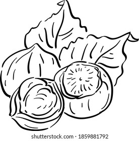 Vector contour illustration with hazelnut, nuts, leaves 