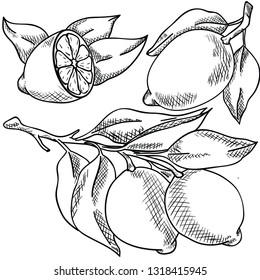 Vector contour illustration with lemon and leaf on white background. Hand drawn lemons. Logo and postcard idea. Good for printing. Doodle and cartoon.