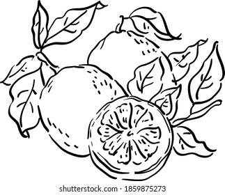 Vector contour illustration with lemon, sliced lemon