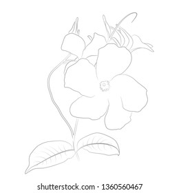 Vector contour illustration of mandevilla sanden isolated. Floral priny design. Beautiful botanical element. Outline drawing of plant of mandevilla or dipladenia. Monochrome line art of exotic flower