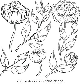 Vector contour illustration with pion, leaf and rose on white background. Isolated flowers. Good for printing. Postcard and logo ideas.