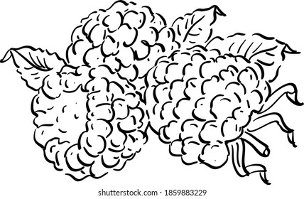 Vector contour illustration with raspberry, leaves 