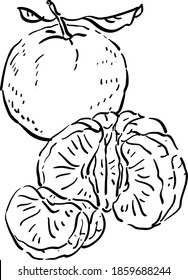 Vector contour illustration with tangerine, a piece of tangerine