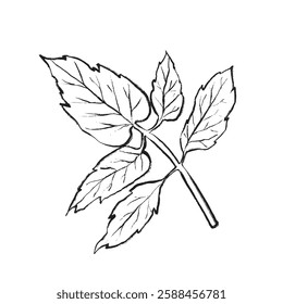 Vector contour illustration of a tomato leaf. Suitable for packaging design, logos, postcards, prints, textiles, menu decoration, web design, and botanical compositions.