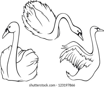 Vector contour illustration of white swans.