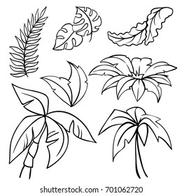 Vector contour illustration of wild plants. The plants of the jungle isolated on white background. Palm trees, large leaves of the jungle.