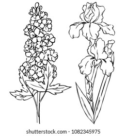 vector contour iris delphinium  flowers bud leaf  coloring book pattern