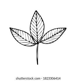 Vector contour leaf. Hand-drawn outline sketch illustration on white background isolated. Ornamental veined leaves. Vintage decorative elements for floral botanical design. Line plant silhouette