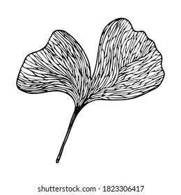 Vector contour leaf. Hand-drawn outline sketch illustration on white background isolated. Ornamental ginkgo leaves. Vintage decorative elements for floral botanical design. Line plant silhouette