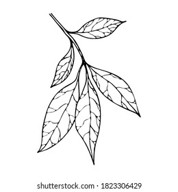 Vector contour leaf. Hand-drawn outline sketch illustration on white background isolated. Ornamental Amur cork tree leaves. Vintage decorative elements for floral botanical design. Plant silhouette
