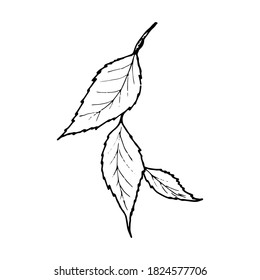 Vector contour leaf. Hand-drawn outline sketch illustration on white background isolated. Ornamental elm leaves. Vintage decorative elements for floral botanical design. Line plant silhouette