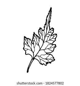 Vector contour leaf. Hand-drawn outline sketch illustration on white background isolated. Ornamental lace shrub leaves. Vintage decorative elements for floral botanical design. Line plant silhouette