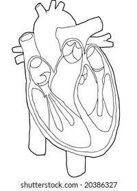 Vector contour line drawing of the insides of a heart. Good for coloring sheet.