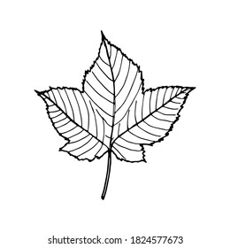 Vector contour maple leaf. Hand-drawn outline sketch illustration on white background isolated. Ornamental leaves. Vintage decorative elements for floral botanical design. Line plant silhouette