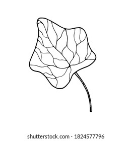 Vector contour moonseed leaf. Hand-drawn outline sketch illustration on white background isolated. Ornamental leaves. Vintage decorative elements for floral botanical design. Line plant silhouette