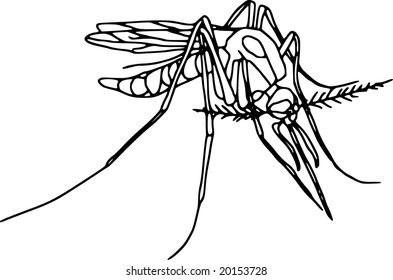 vector - mosquito de contorno aislado en fondo blanco