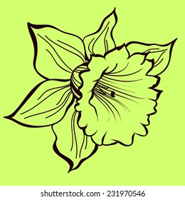 vector contour narcissus isolated