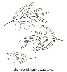 vector contour olive plant set coloring book