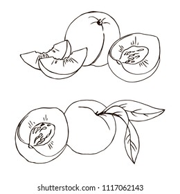 vector contour peach fruit whole half slice leaf coloring book illustration on white 