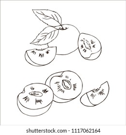 vector contour plum fruit whole half slice leaf coloring book illustration on white elements set