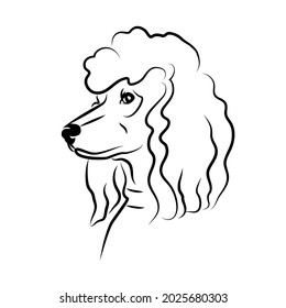 vector contour poodle head, logo purebred pet, white black dog portrait, companion and animal friendship, realistic simple face