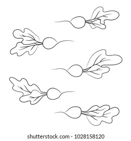 vector contour radish with leaves vegetable branch on white coloring book