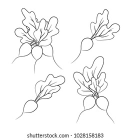 vector contour radish with leaves vegetable branch on white coloring book