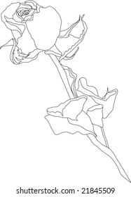 vector - rosa de contorno aislado en fondo blanco