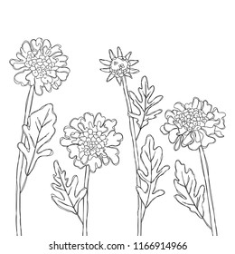 vector contour scabiosa daisy flowers bud branch bouquet hand drawn sketch coloring book for your design