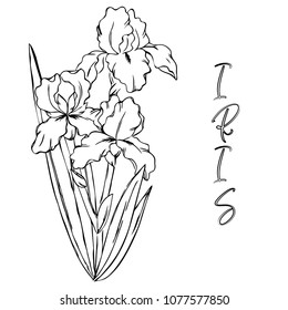 vector contour spring iris flowers bud leaves branch coloring book with  word