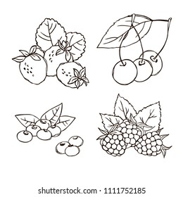 vector contour strawberry cherry blueberry raspberry berry leaf set summer vegetarian dessert coloring book 