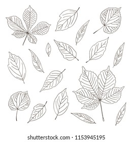 vector contour trees chestnut linden ash willow leaf botanical hand drawn sketch coloring book element set pattern for your design