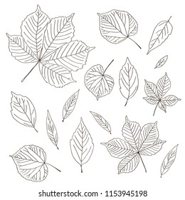 vector contour trees chestnut linden ash willow leaf botanical hand drawn sketch coloring book element set pattern for your design