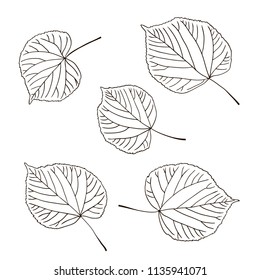 vector contour trees linden leaf botanical hand drawn sketch coloring book for your design