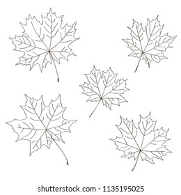 vector contour trees maple leaf botanical hand drawn sketch coloring book