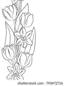 vector contour tulip narcissus vertical border