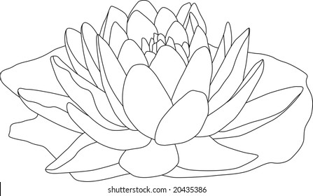 vector - contour waterlilly isolated on white background